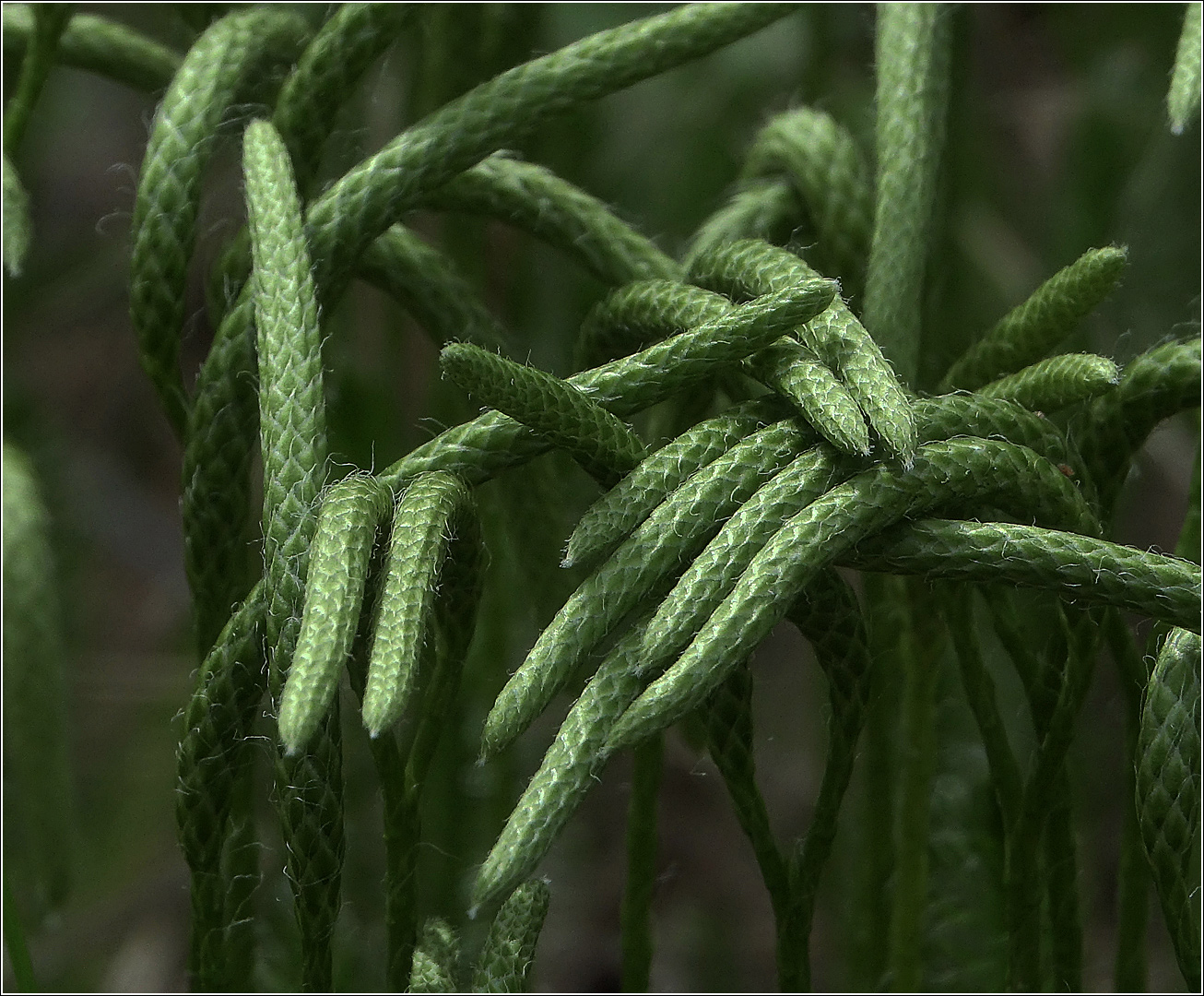 Image of Lycopodium clavatum specimen.