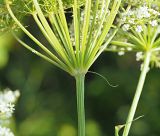 Kadenia dubia