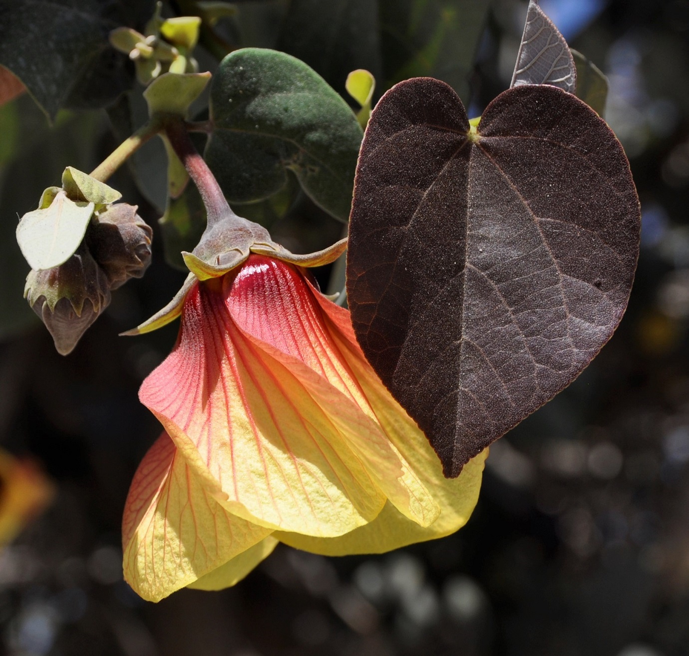 Изображение особи Hibiscus tiliaceus.