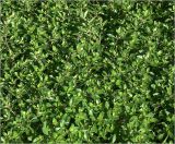 Thymus ovatus