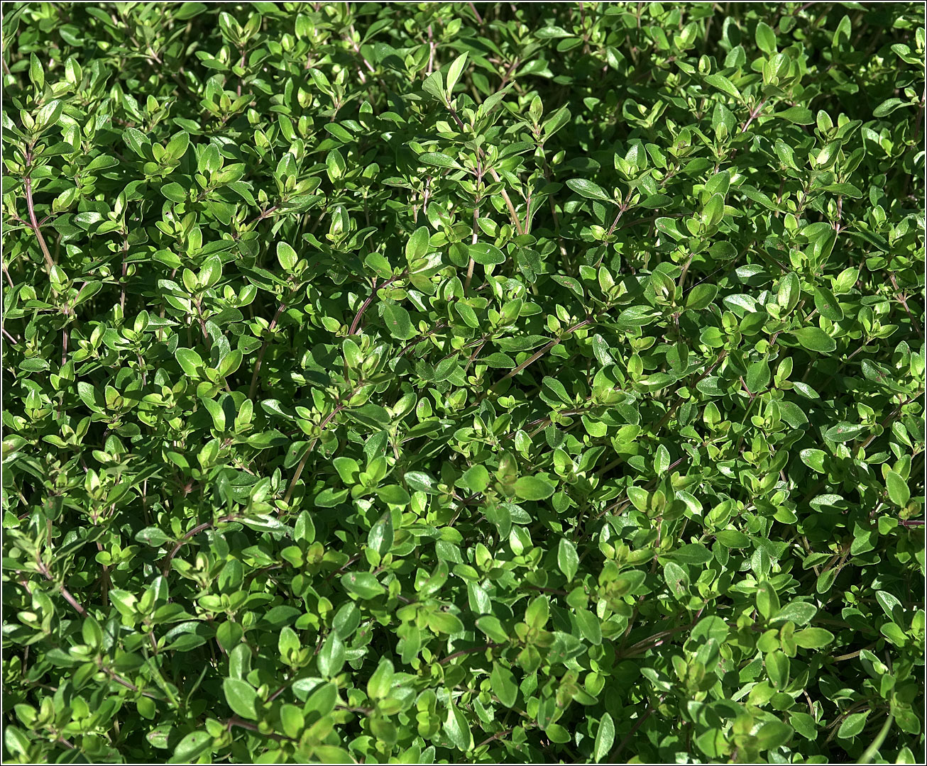 Image of Thymus ovatus specimen.