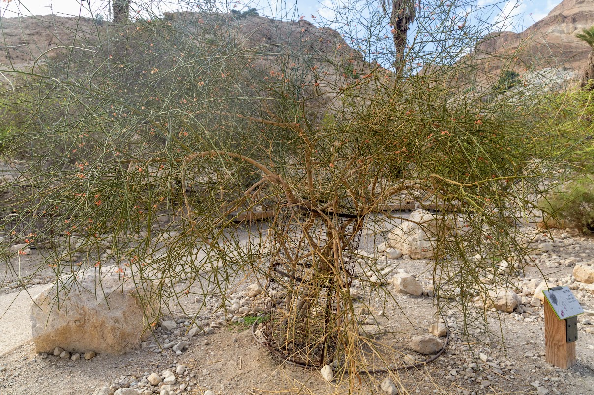 Изображение особи Capparis decidua.