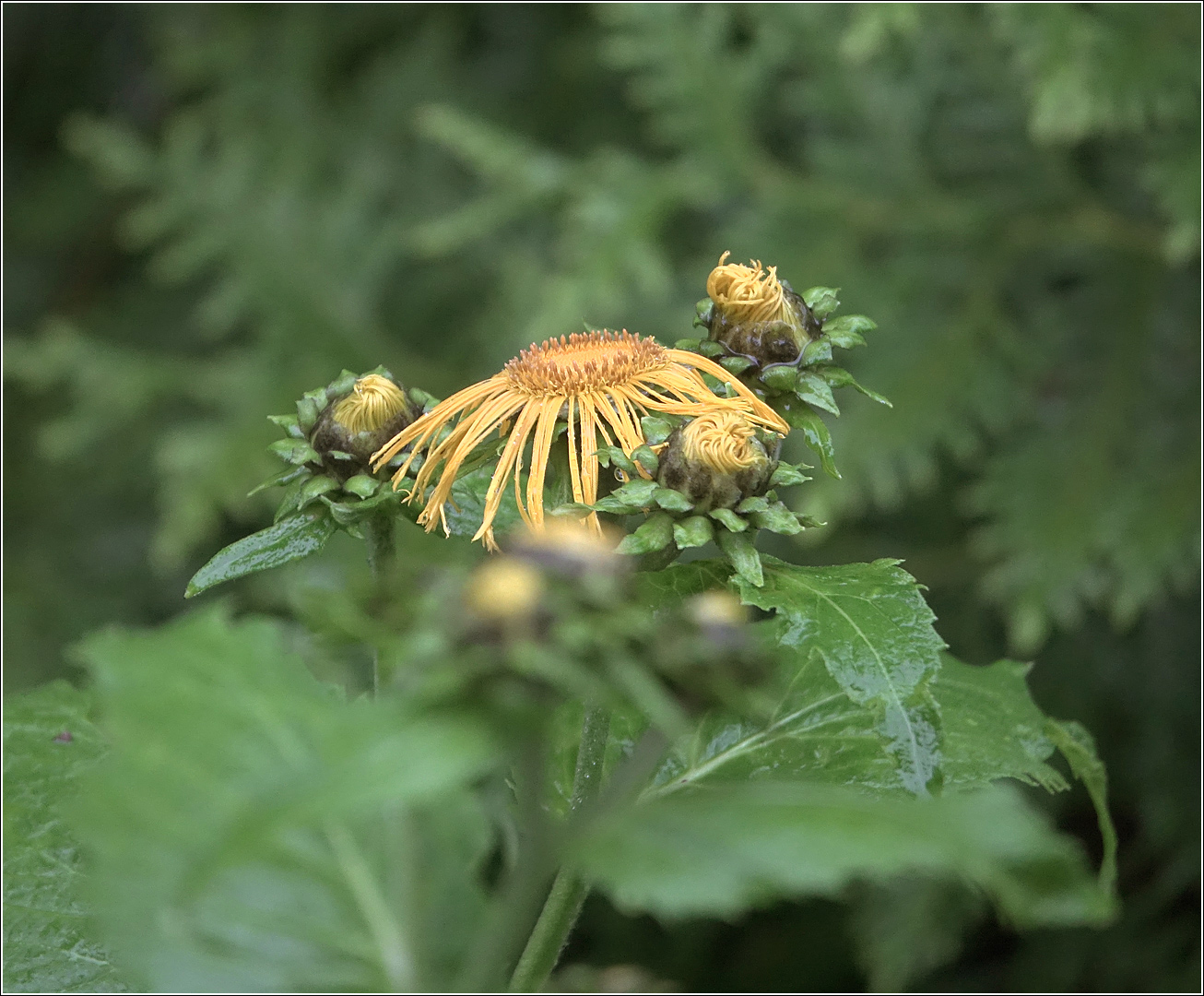 Изображение особи Telekia speciosa.