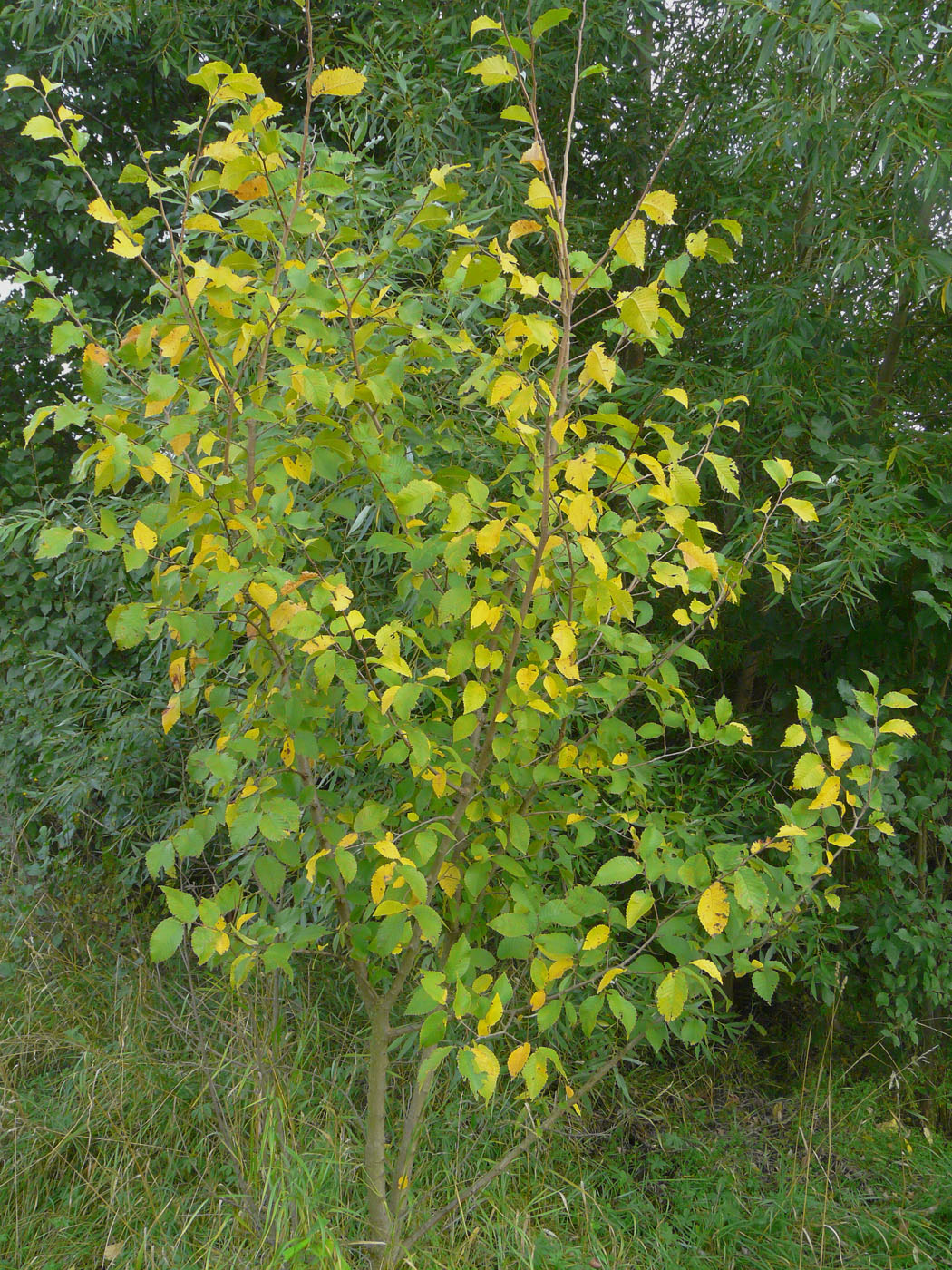 Изображение особи Ulmus pumila.