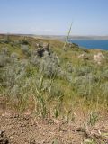Aegilops cylindrica. Цветущее растение. Крым, Керченский п-ов, Ленинский р-н, окр с. Осовины, мыс Газан, известняково-песчаниковый останец, степь. 28.05.2021.