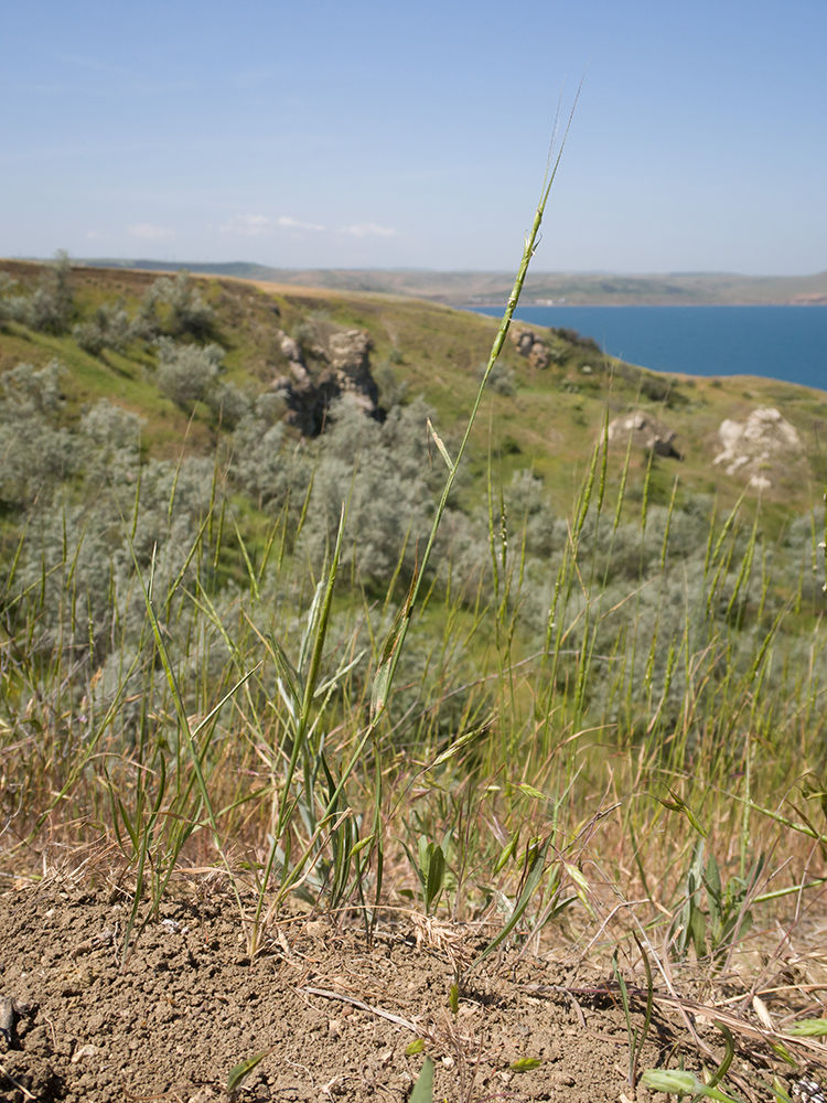 Изображение особи Aegilops cylindrica.