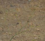 Bupleurum asperuloides. Верхушка цветущего и плодоносящего растения. Республика Крым, Алуштинский р-н, окр. с. Малореченское, редколесье, щебнистый склон, обочина грунтовой дороги. 01.09.2021.