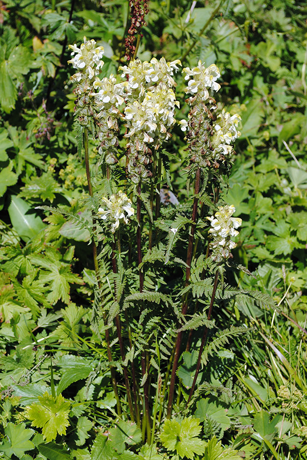 Изображение особи Pedicularis compacta.