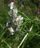 Achillea impatiens. Верхушка растения с соцветиями. Магаданская обл., окр. г. Магадан, 6 км основной трассы, разнотравная поляна у дороги. 30.07.2021.