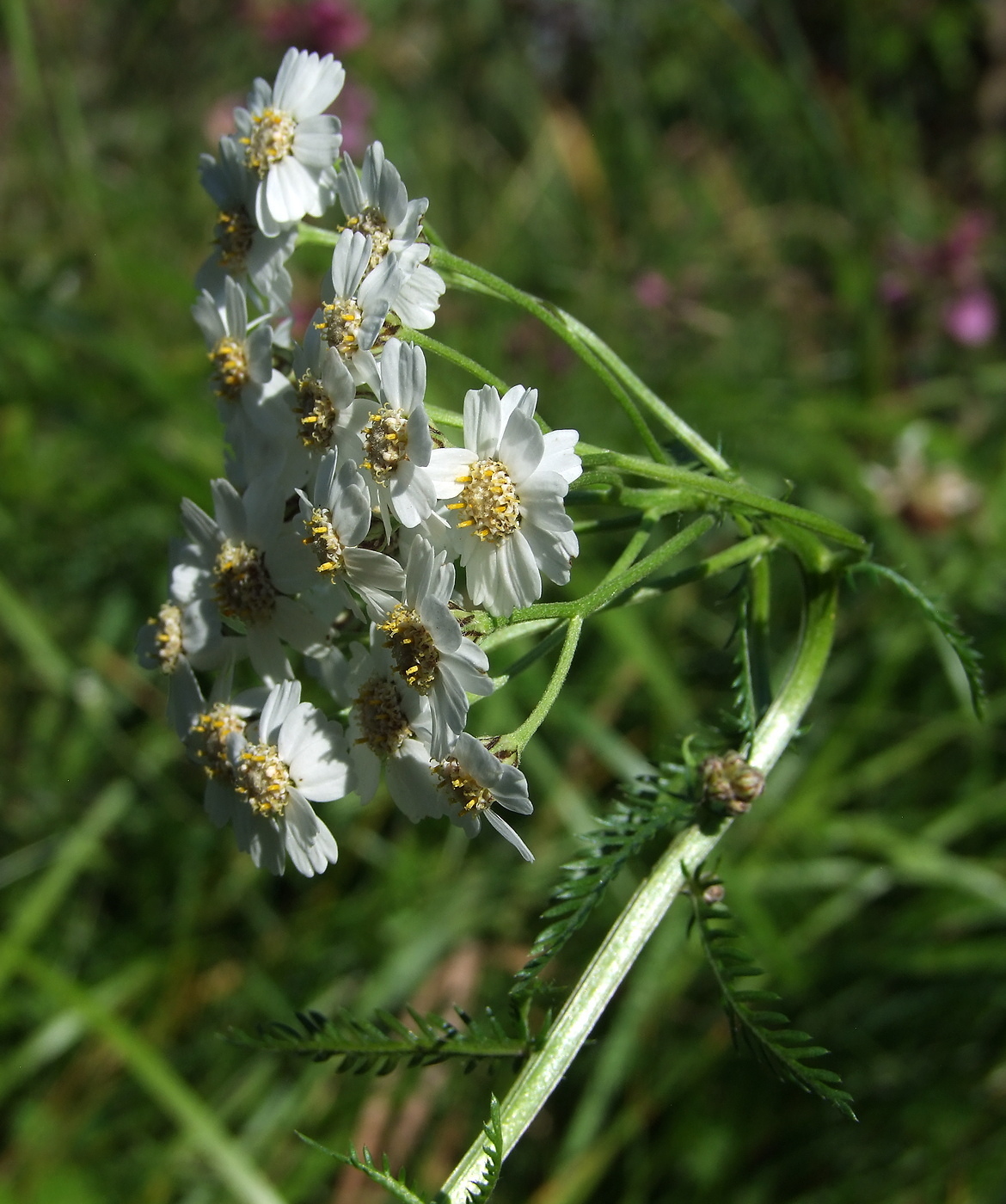 Изображение особи Achillea impatiens.