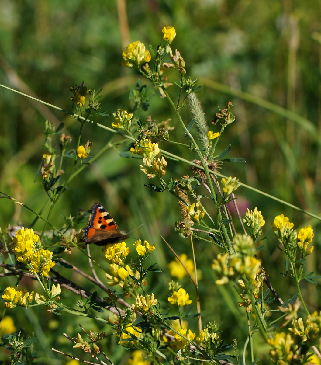 Image of Medicago falcata specimen.