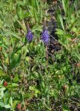 Veronica spicata. Цветущие растения в сообществе с Fragaria viridis. Алтайский край, Мамонтовский р-н, окр. с. Мамонтово, луг. 26.06.2021.