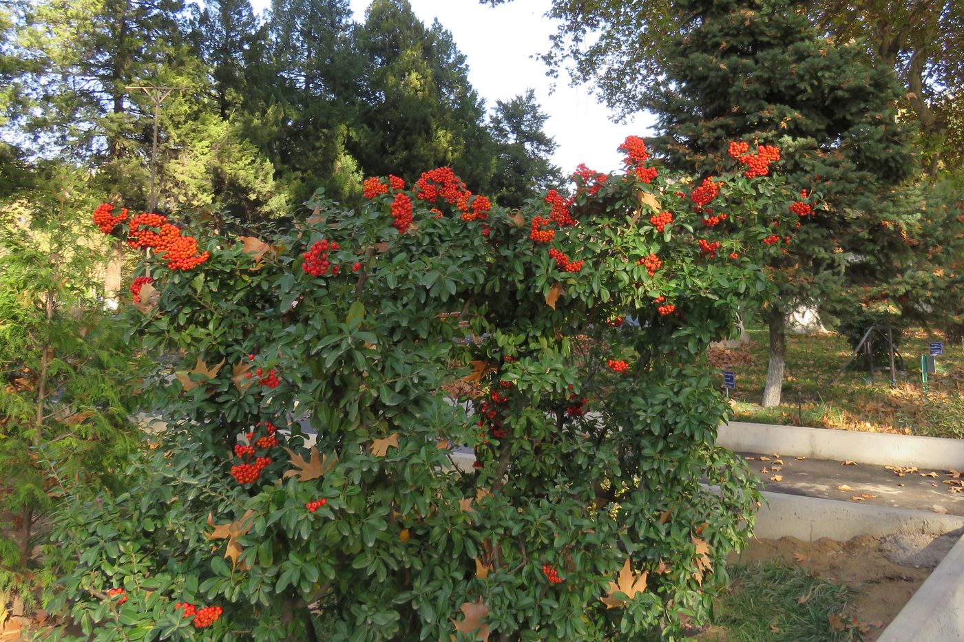 Image of Pyracantha coccinea specimen.