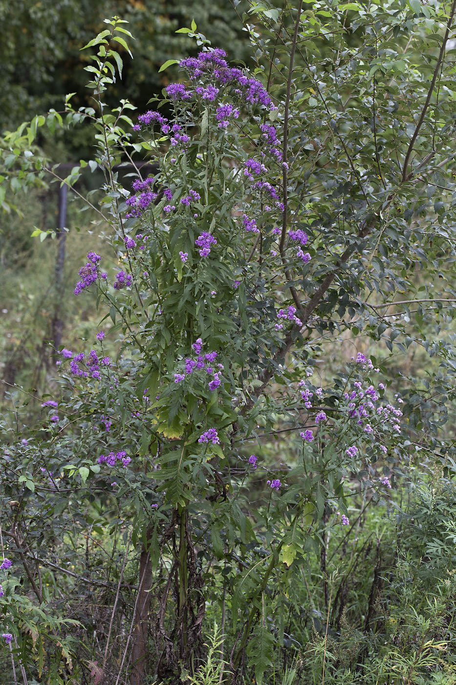 Image of Saussurea pulchella specimen.