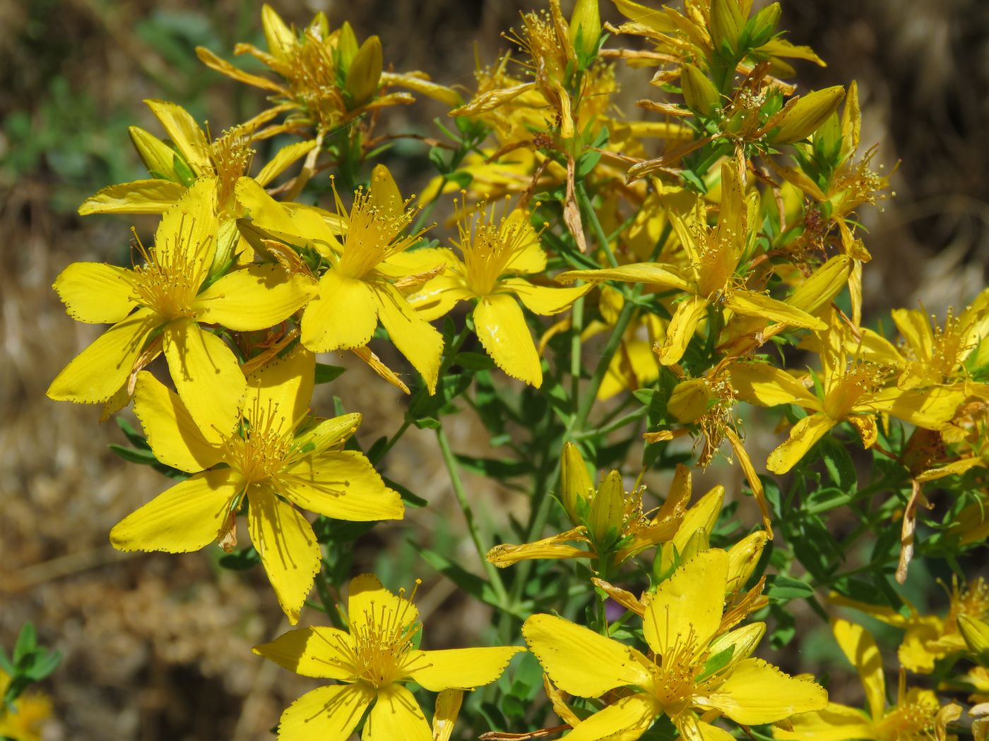 Image of Hypericum perforatum specimen.