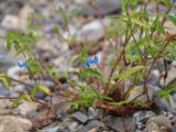 Commelina communis. Побеги. Приморский край, Лазовский р-н, Лазовский заповедник, окр. кордона Карпадь, берег реки Прямушки. 19.08.2009.