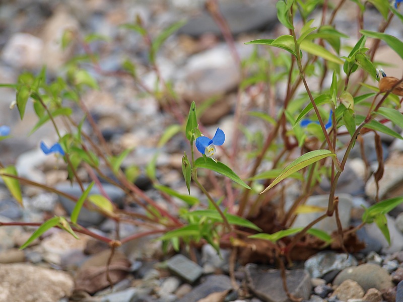 Изображение особи Commelina communis.