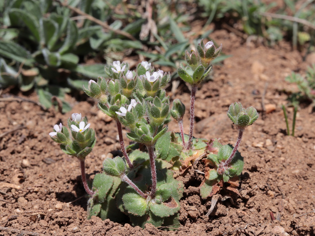 Image of Androsace maxima specimen.