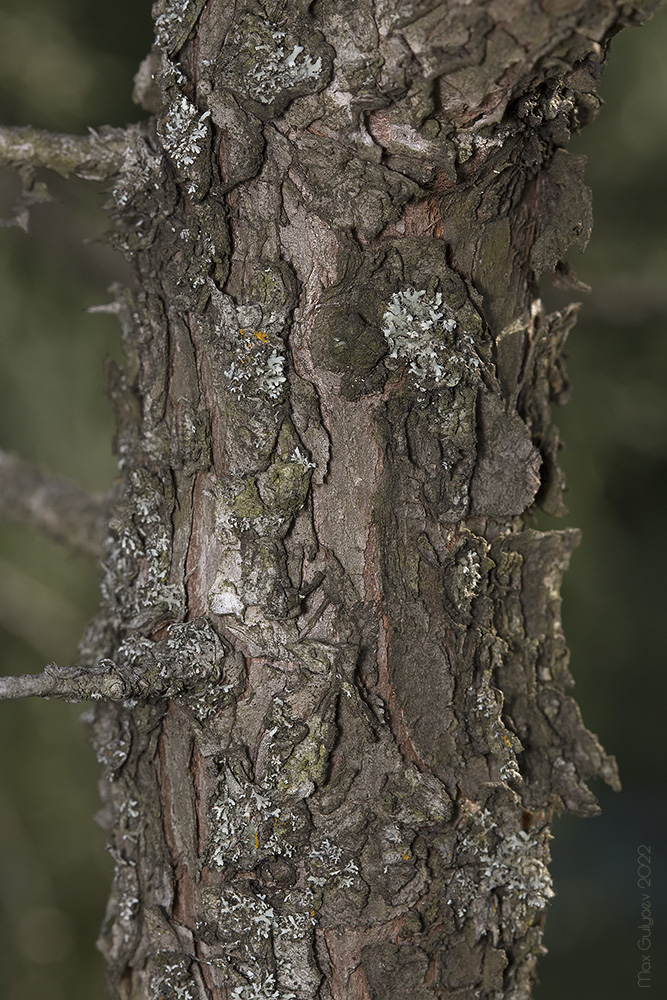 Image of Juniperus excelsa specimen.