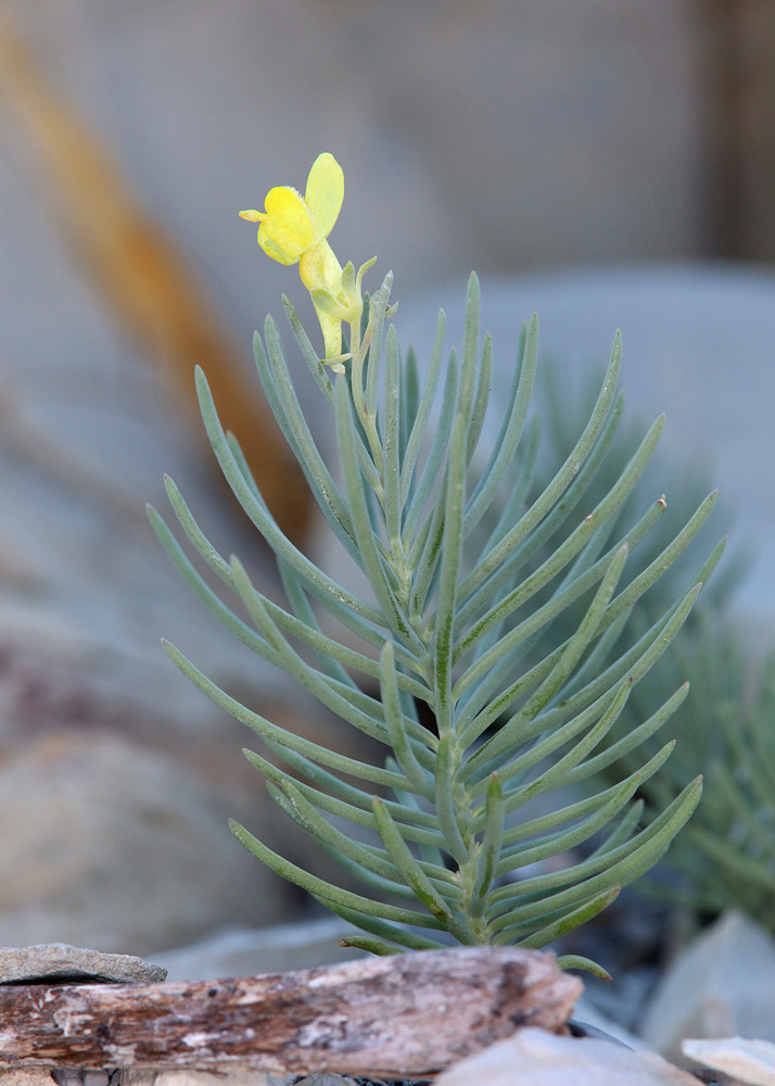 Image of Linaria markotchensis specimen.