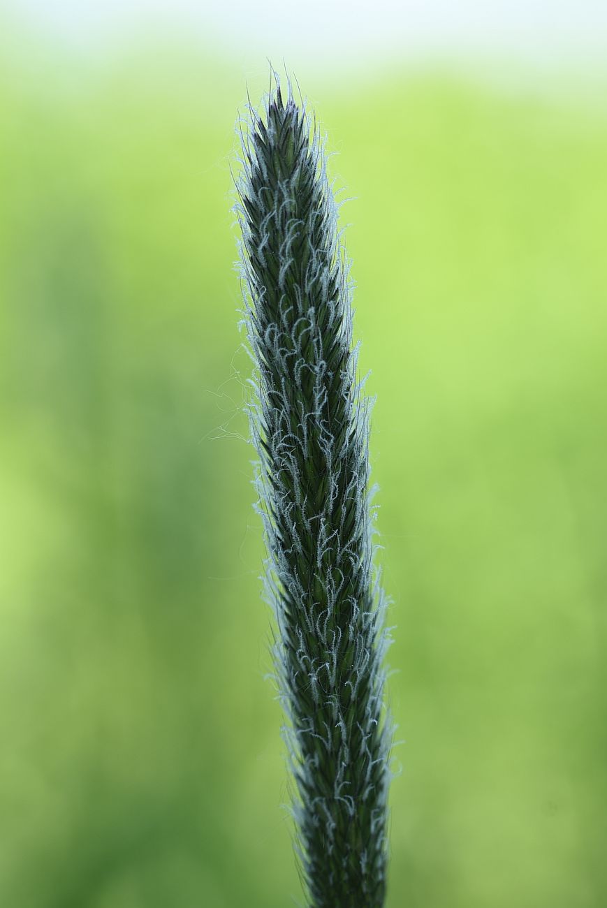Image of genus Alopecurus specimen.