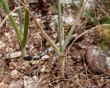 Allium carmeli