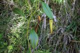 genus Nepenthes. Побег; виден лист с ловчим кувшиником. Мадагаскар, провинция Туамасина, регион Ацинанана, заповедник \"Пальмариум\". 13.10.2016.