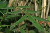 Zanthoxylum armatum. Лист. Республика Абхазия, г. Сухум. 22.08.2009.