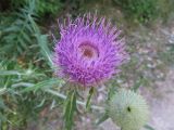 Cirsium eriophorum