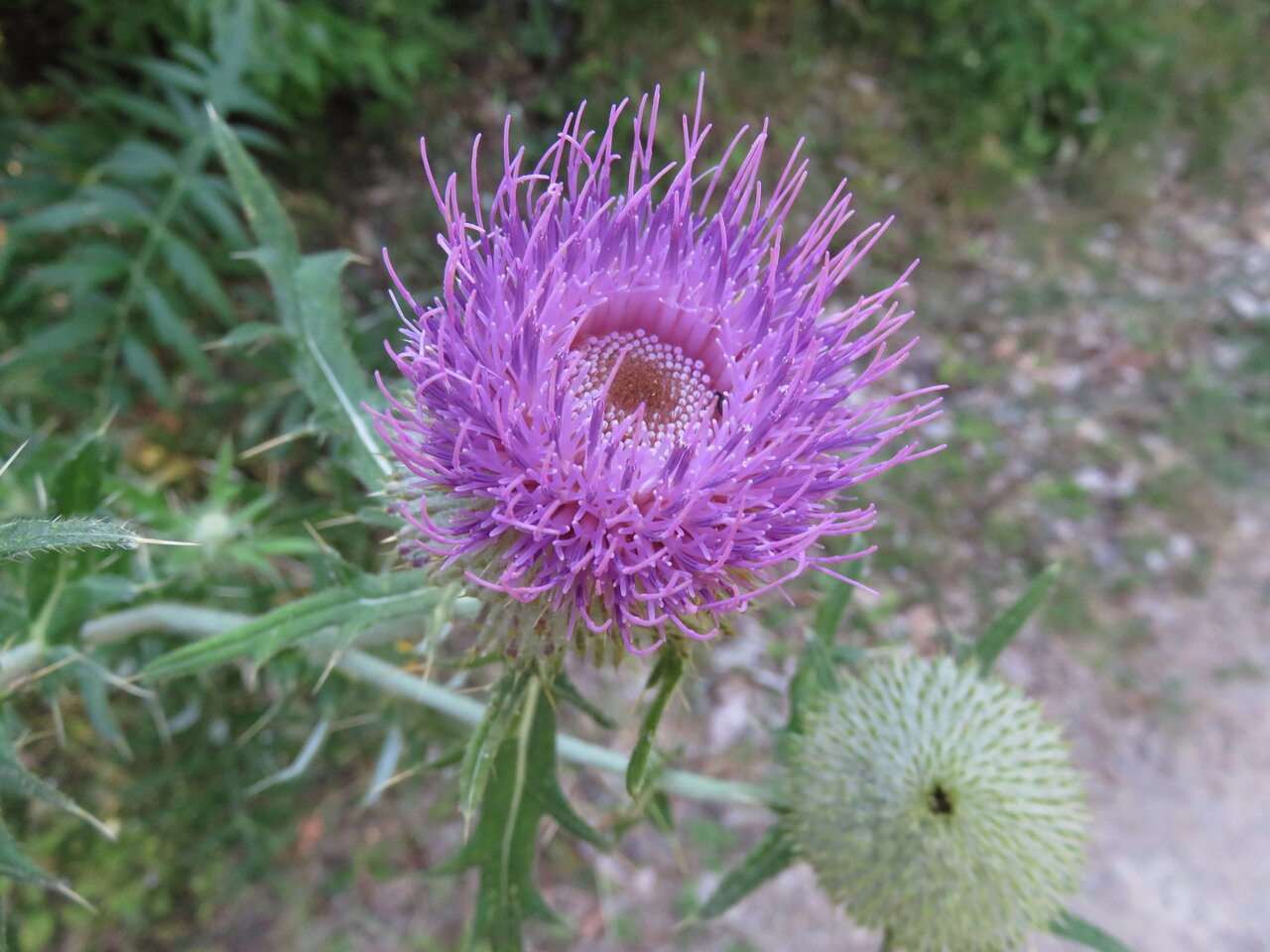 Изображение особи Cirsium eriophorum.