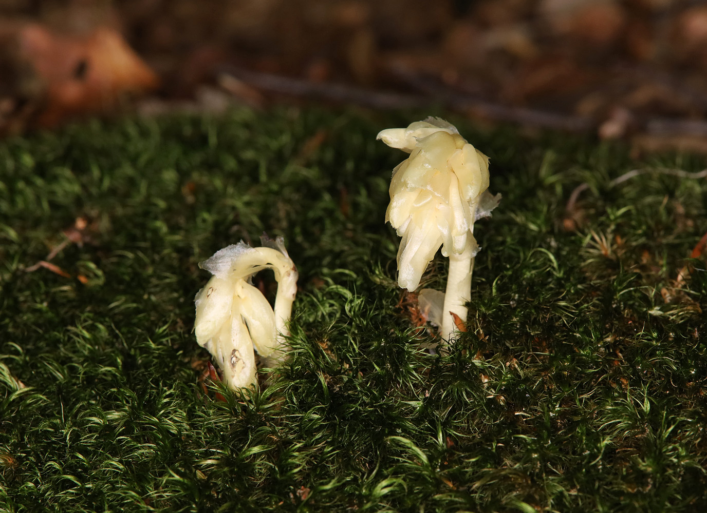 Image of Hypopitys monotropa specimen.