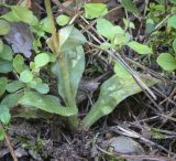 Goodyera repens. Основание цветущего растения. Пермский край, Оханский р-н, Тулумбаихинское сельское поселение, Кунчурихинский бор, сосновый бор. 30.07.2022.