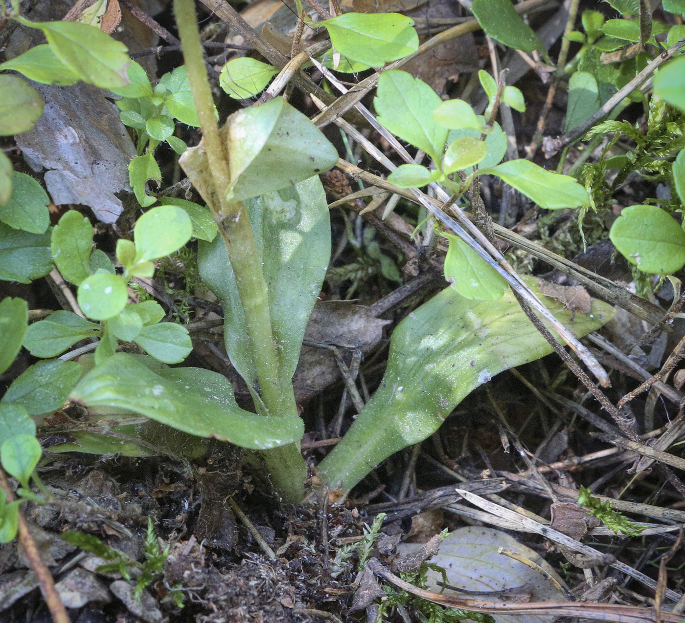 Изображение особи Goodyera repens.