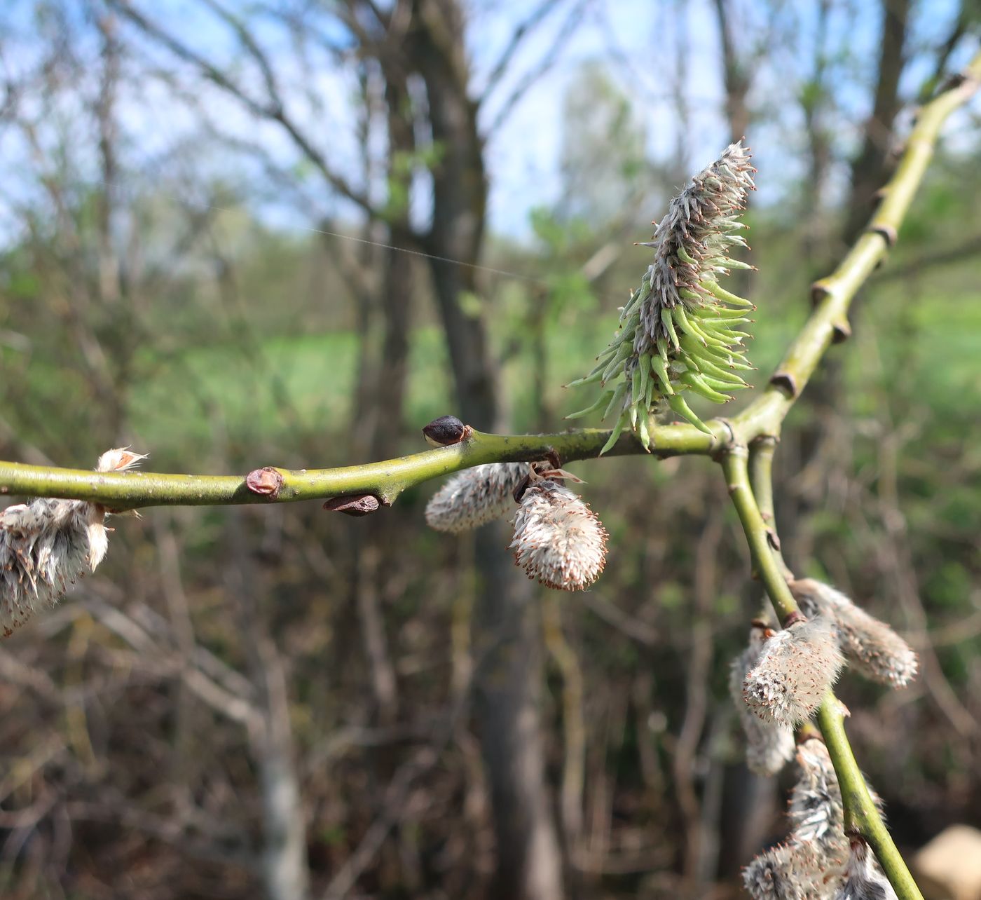 Image of Salix caprea specimen.