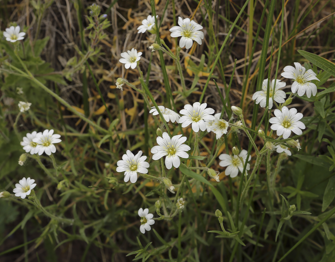 Изображение особи Cerastium arvense.