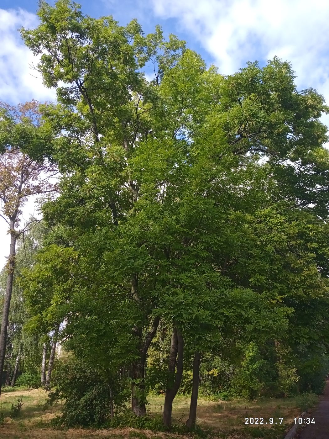 Image of Fraxinus mandshurica specimen.