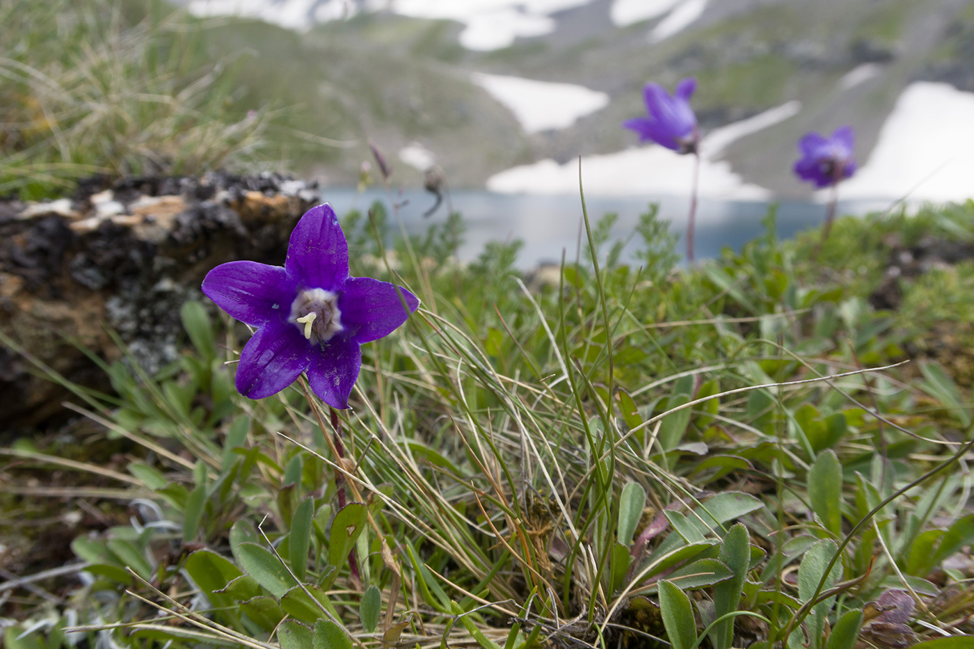 Image of Campanula saxifraga specimen.