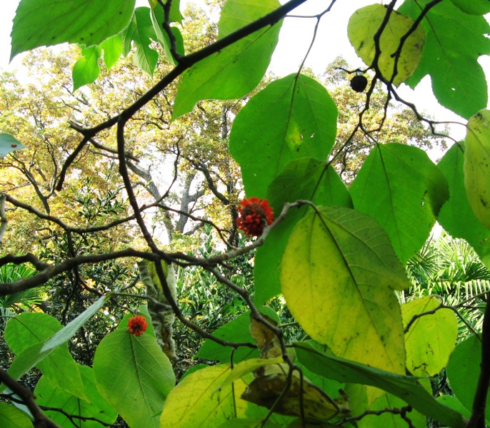 Image of Broussonetia papyrifera specimen.