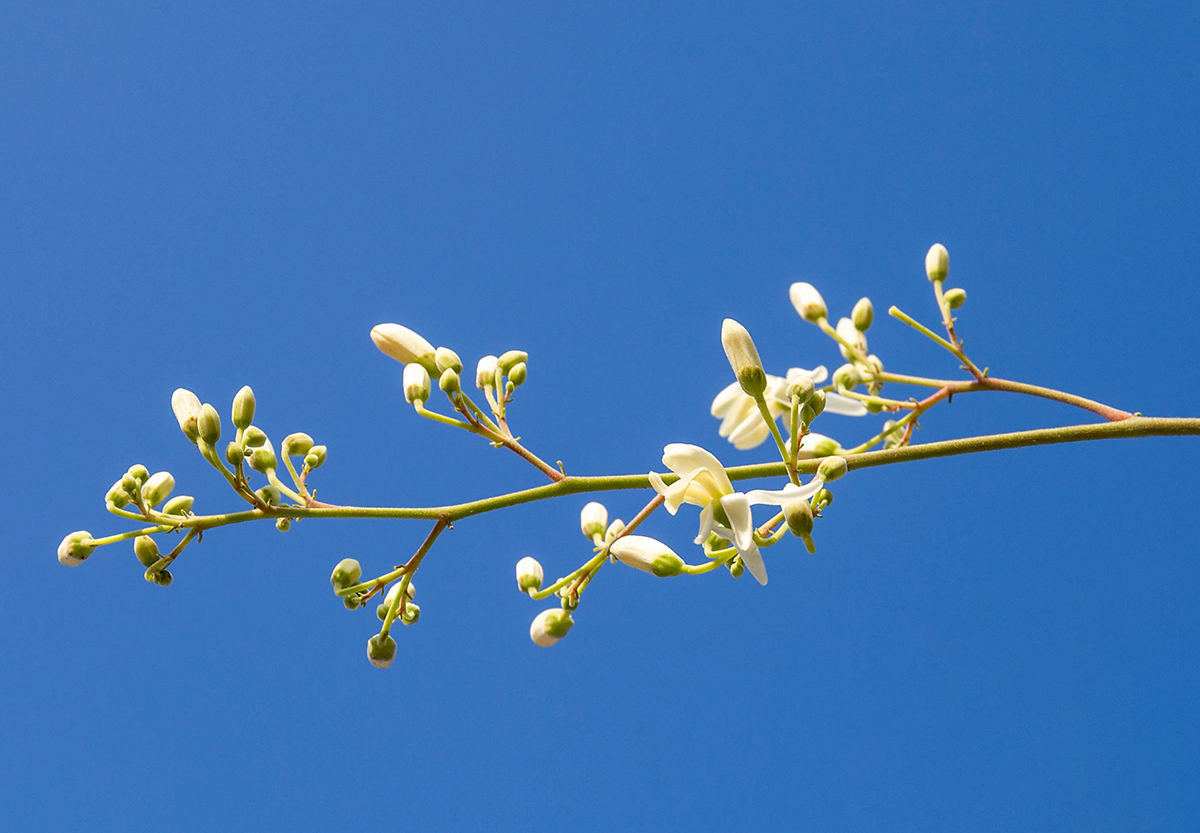 Изображение особи Moringa oleifera.