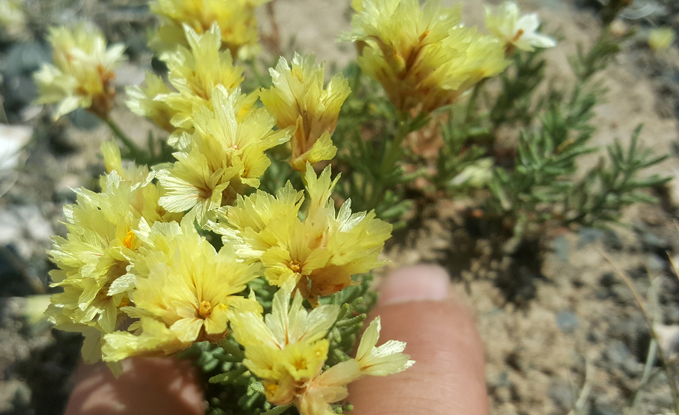 Image of Limonium chrysocomum ssp. semenovii specimen.