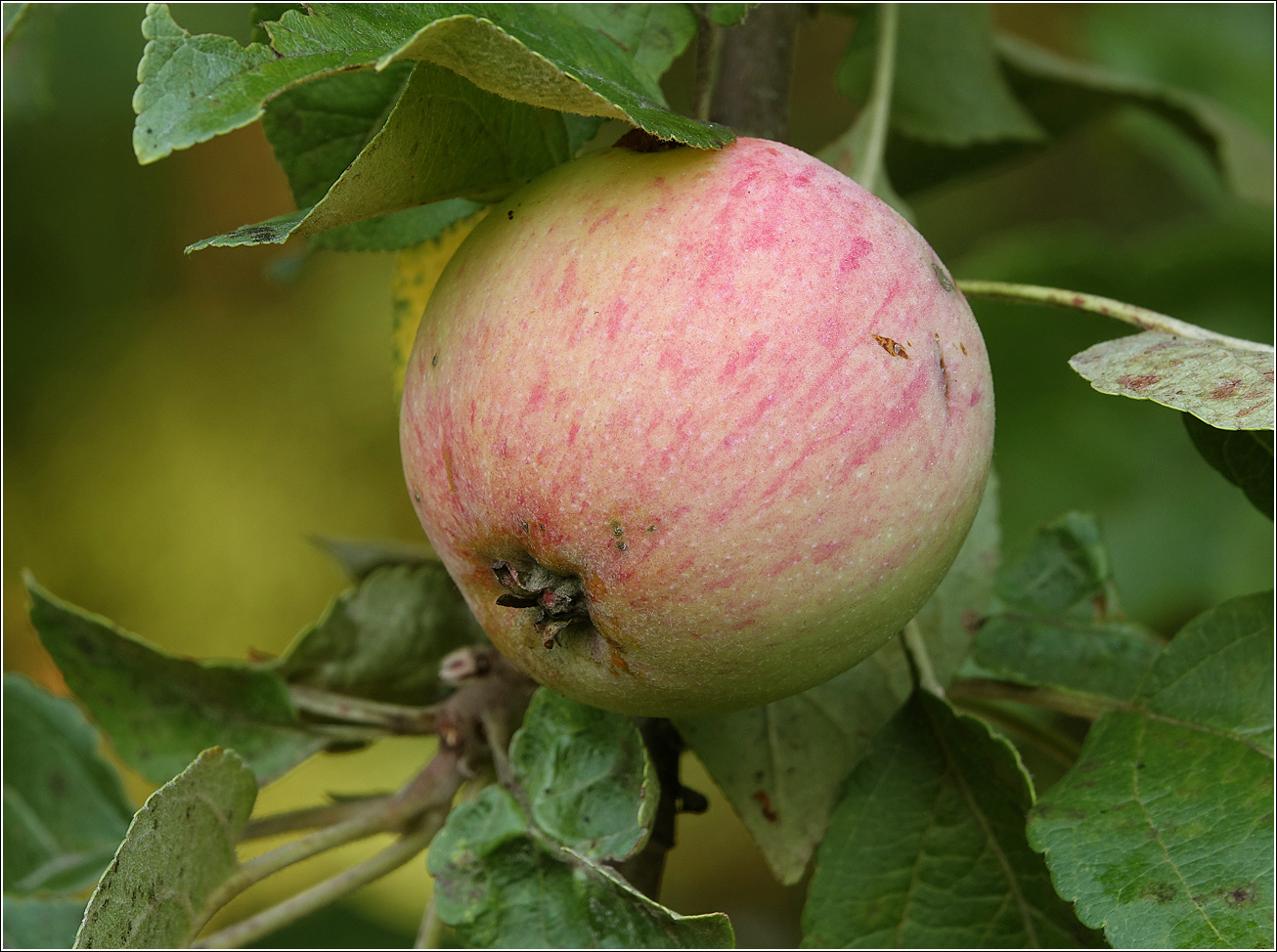 Изображение особи Malus domestica.