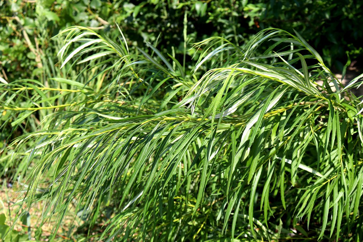 Image of Salix viminalis specimen.