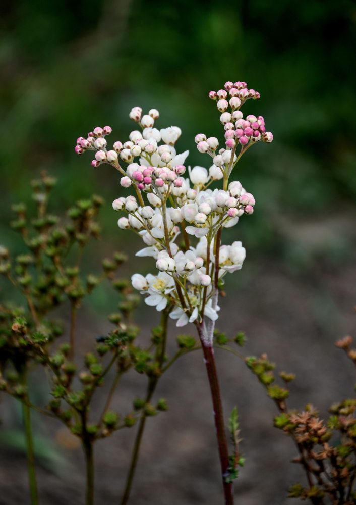 Изображение особи Filipendula vulgaris.