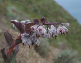 Rindera tetraspis