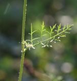 Daucus carota. Фрагмент стебля и лист. Республика Адыгея, окраина пос. Каменномостский, ур. Холодное, луг. 28 июля 2022 г.