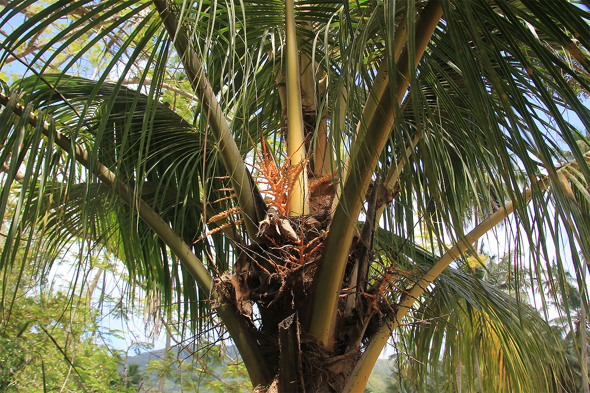 Image of familia Arecaceae specimen.