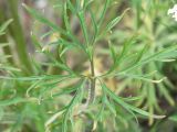 Ranunculus polyanthemos. Прикорневой лист. Сухой пойменный луг, Лужский р-н Ленинградской обл., середина июня.