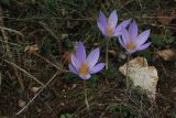 Crocus speciosus