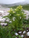 Pedicularis condensata