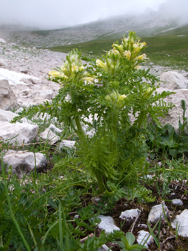 Изображение особи Pedicularis condensata.